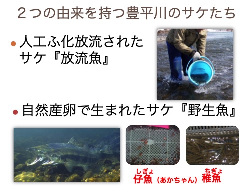 有賀望さん「札幌ワイルドサーモンプロジェクトの取り組み」 